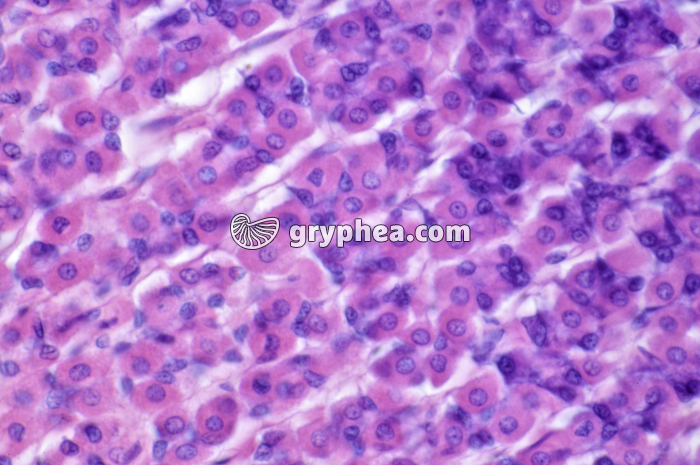 Estomac Lapin x160 - gryphea.org